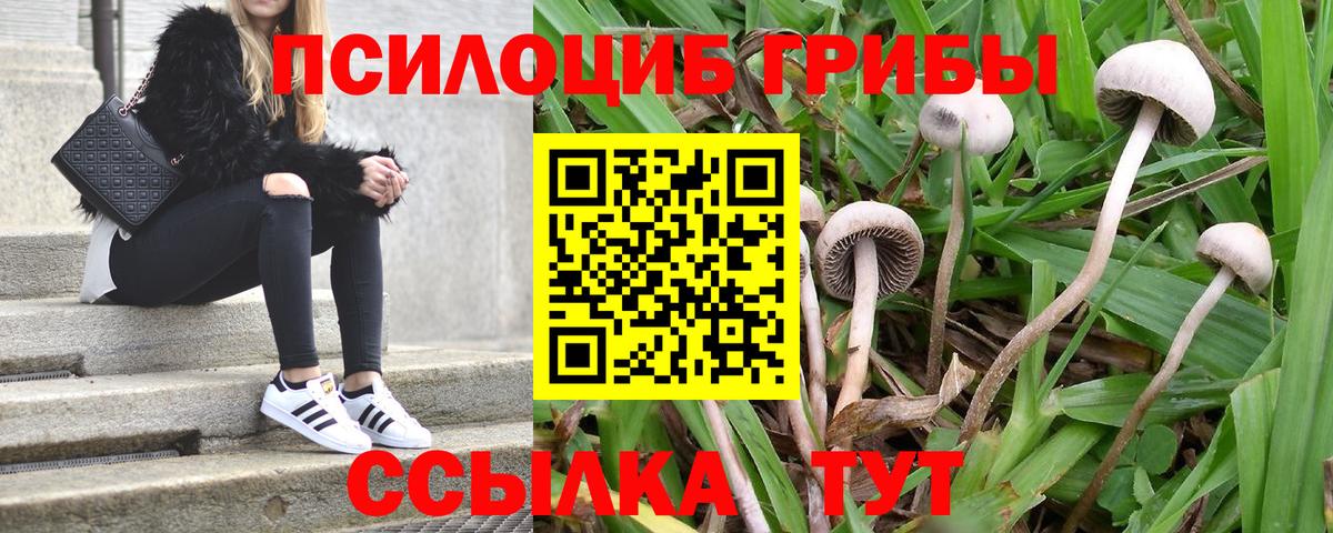 купить   Домодедово  Псилоцибиновые грибы Psilocybe 